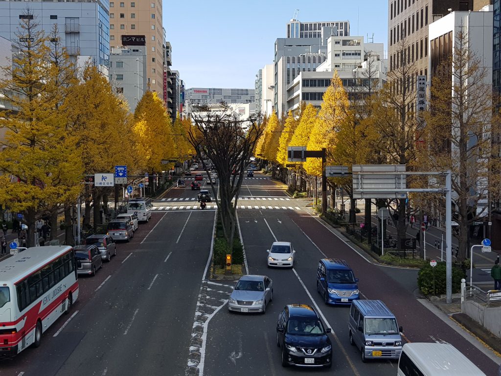 Ginko Trees