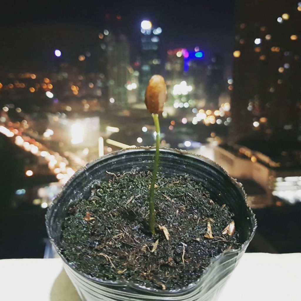 Guyabano Sprout last June 2017