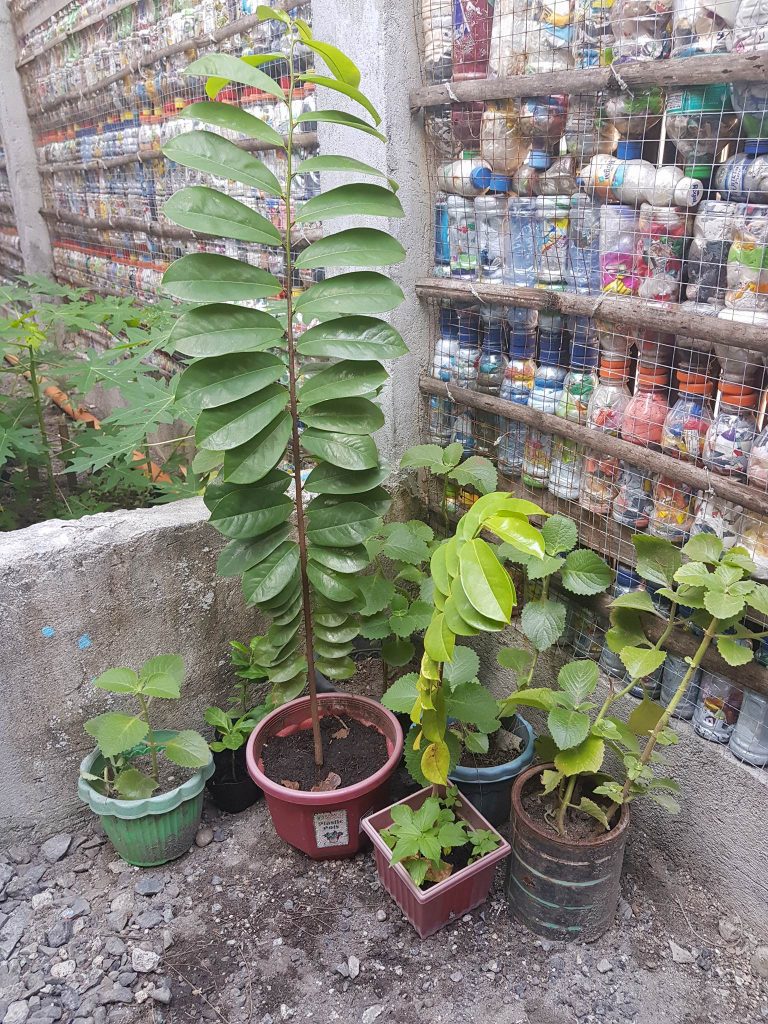 Guyabano seedlings after 9 months