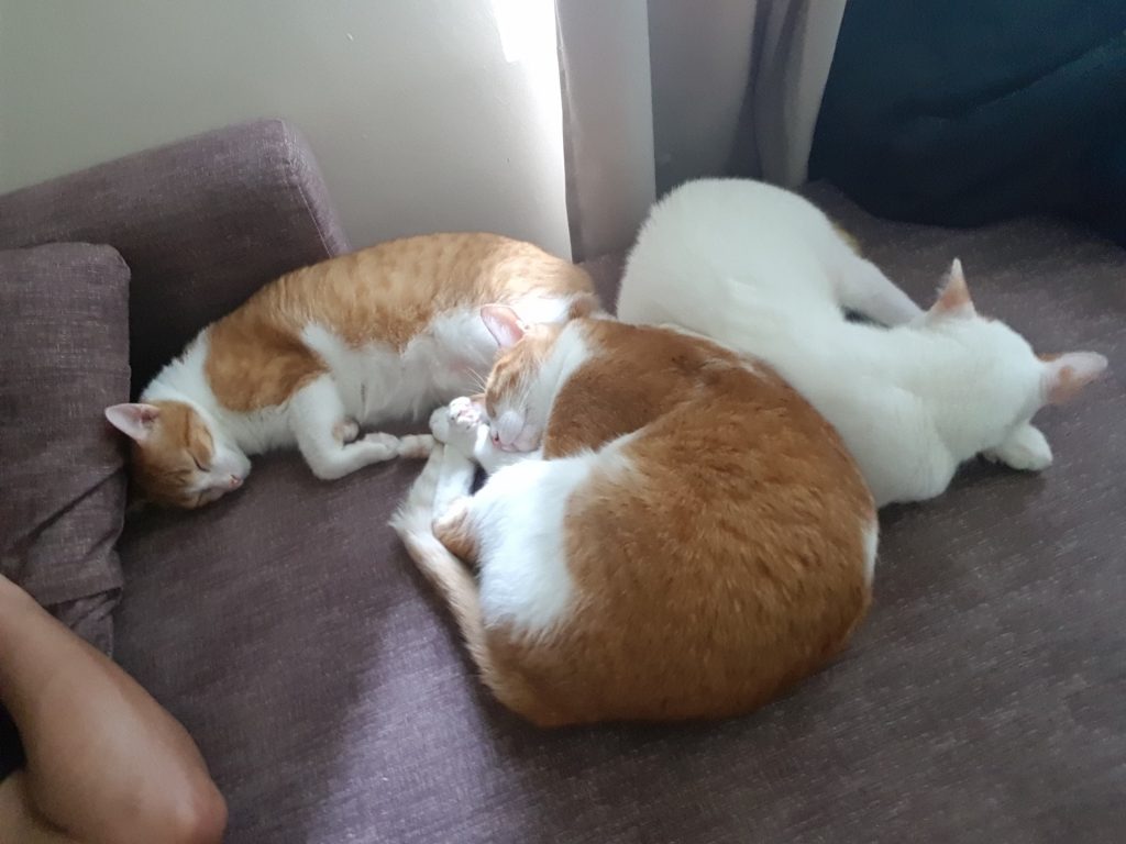 My brother's cats: Ponkan, Chloe, Notty