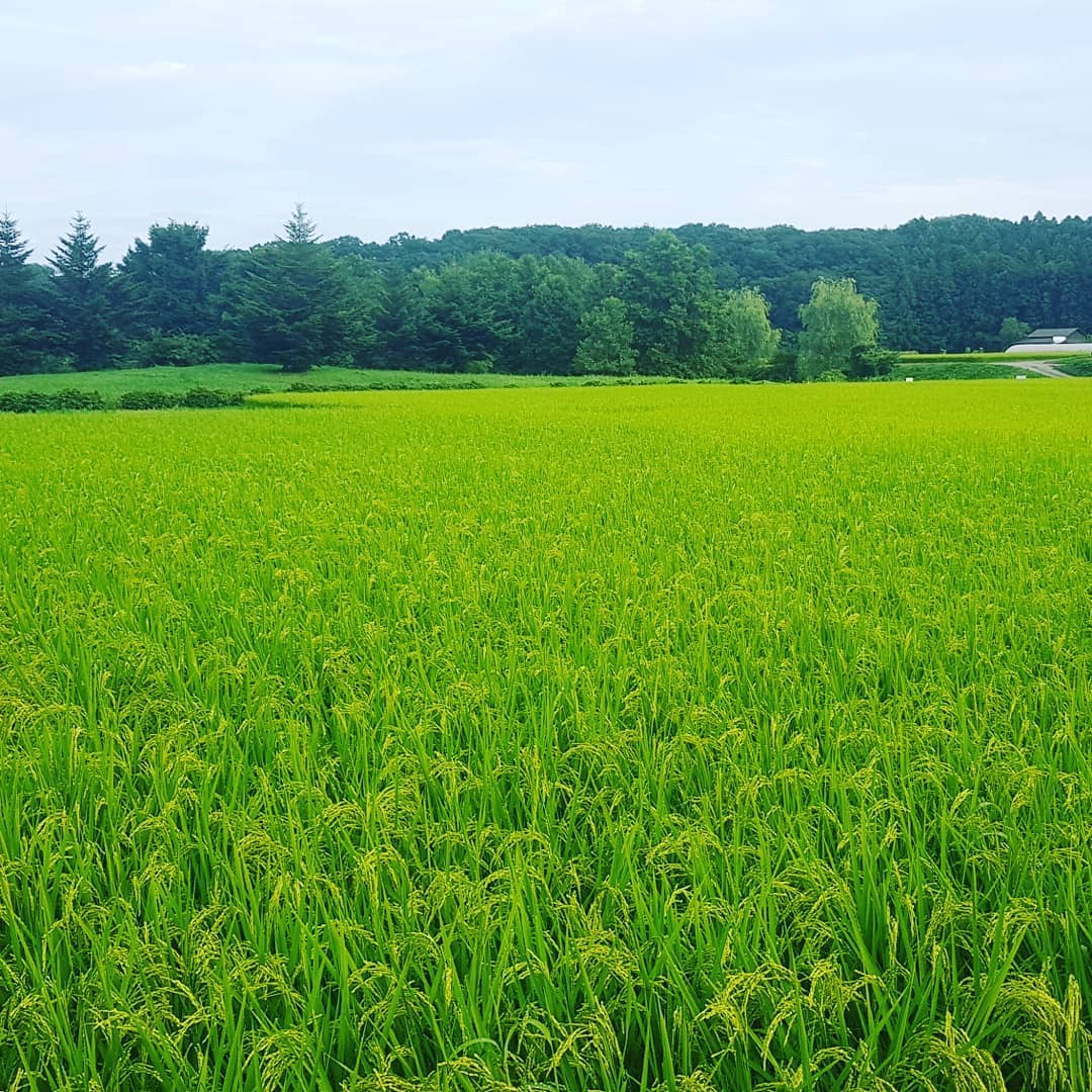 Rice Field