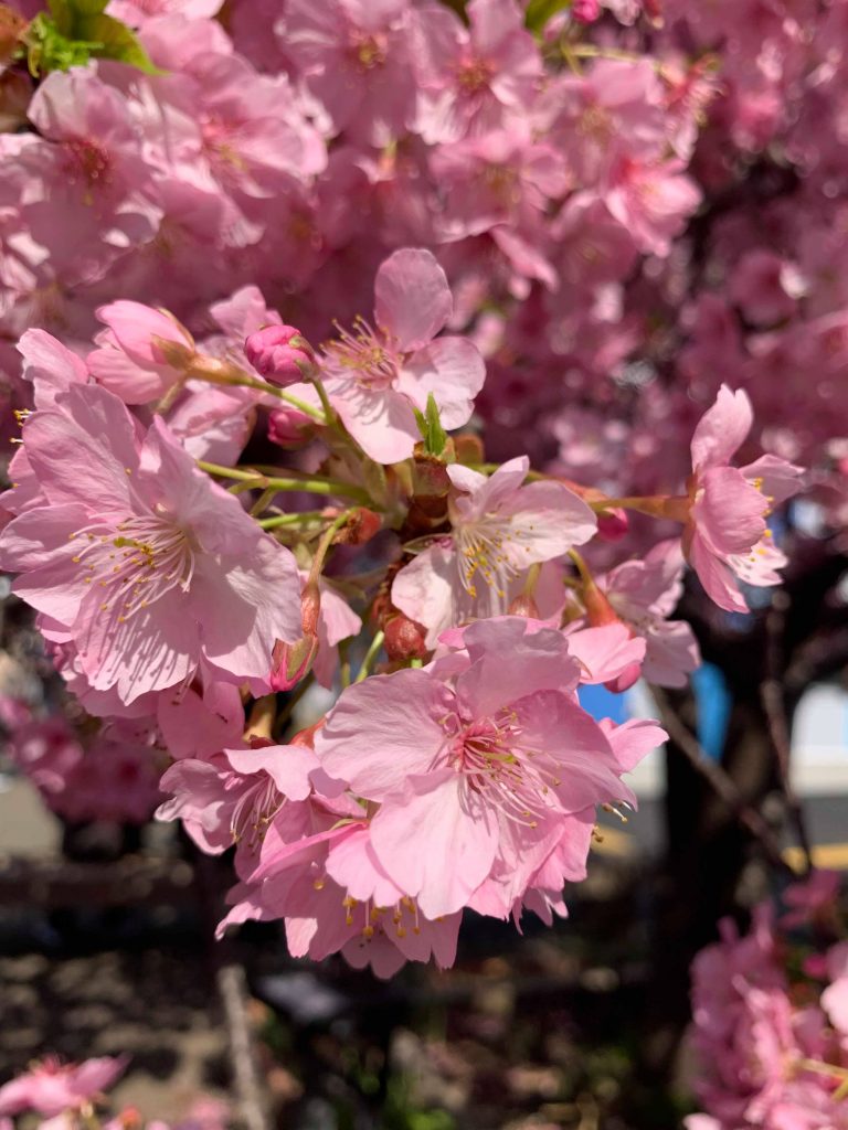 Cherry Blossoms