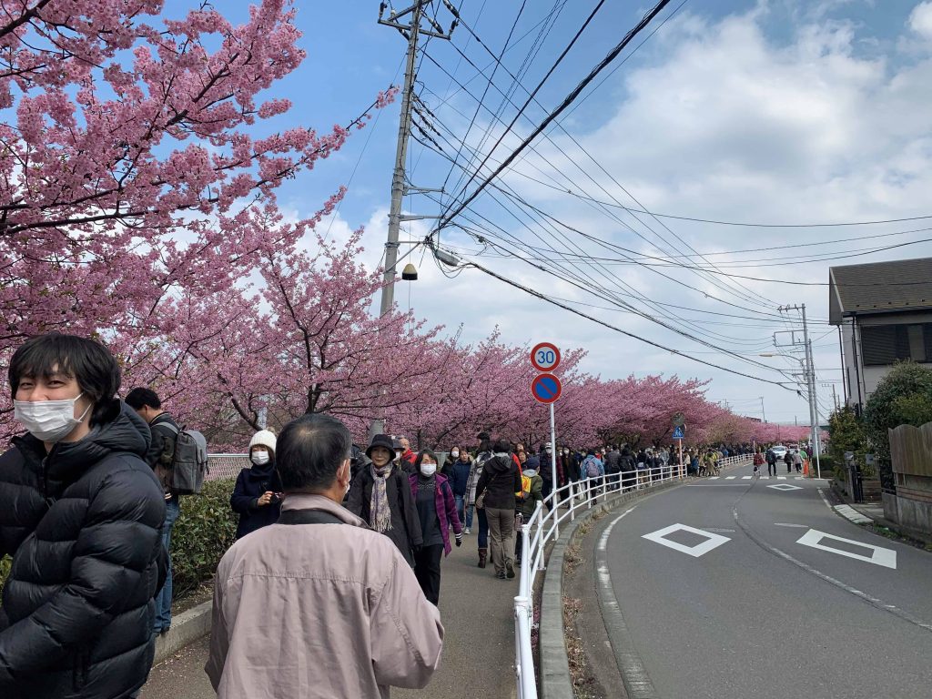 Cherry Blossoms Festival Site