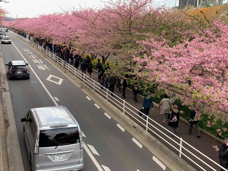 Cherry Blossoms Festival Site