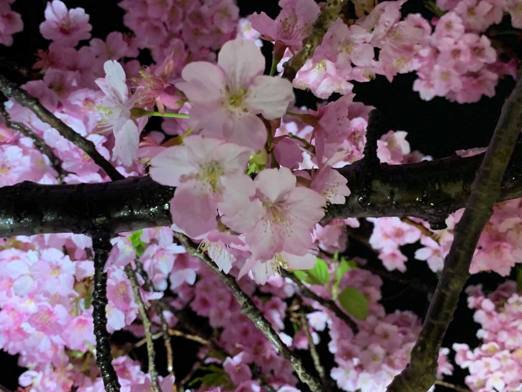 Sakura at night