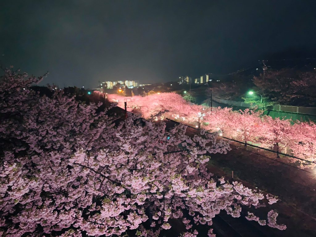 Cherry Blossoms all lit up