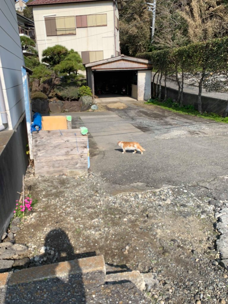 Feral Orange Cat